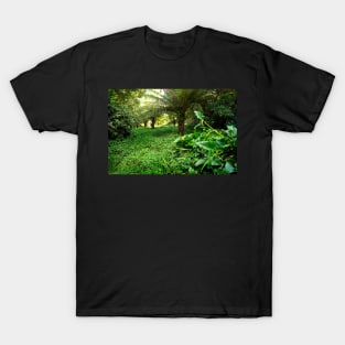 Ferny Glade, Warburton T-Shirt